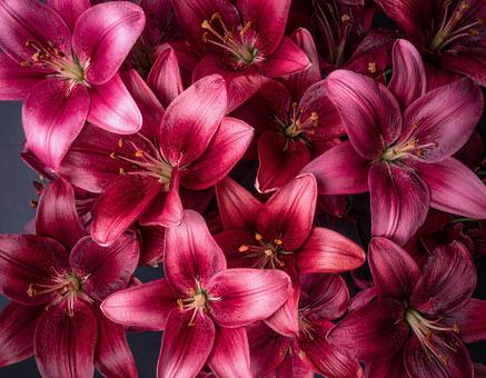 花 花の写真