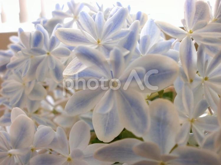 清楚で可憐なアジサイ　万華鏡 万華鏡,アジサイ,あじさいの写真素材