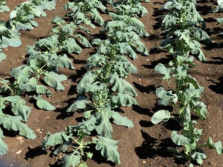 ブロッコリー畑？の写真