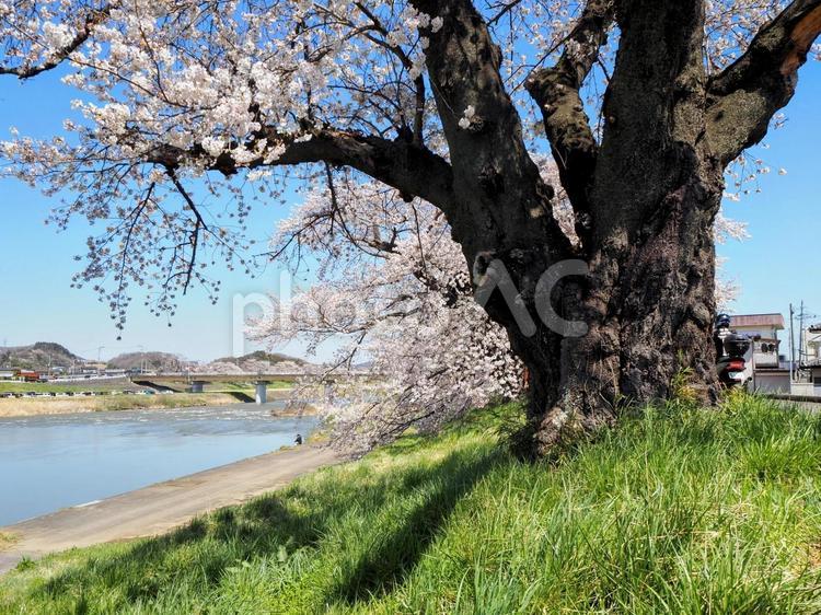 春の白石川堤一目千本桜（宮城県大河原町） 春,桜,白石川堤の写真素材
