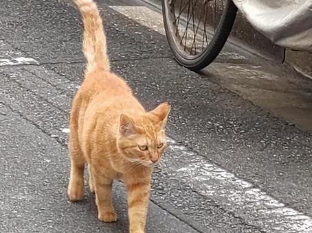 City Cat, JPG