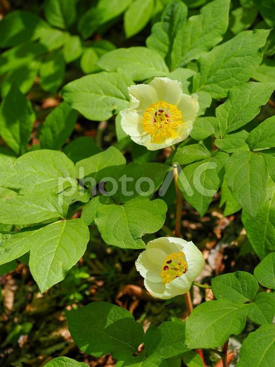 ヤマシャクヤクのある風景 山芍薬,山シャクヤク,ヤマシャクヤクの写真素材