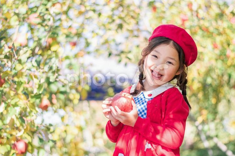 りんご狩りをする子供 りんご狩り,りんご,子供の写真素材