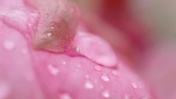 桜と雨 桜と雨の写真