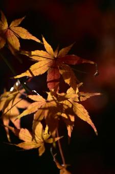 紅葉 紅葉の写真