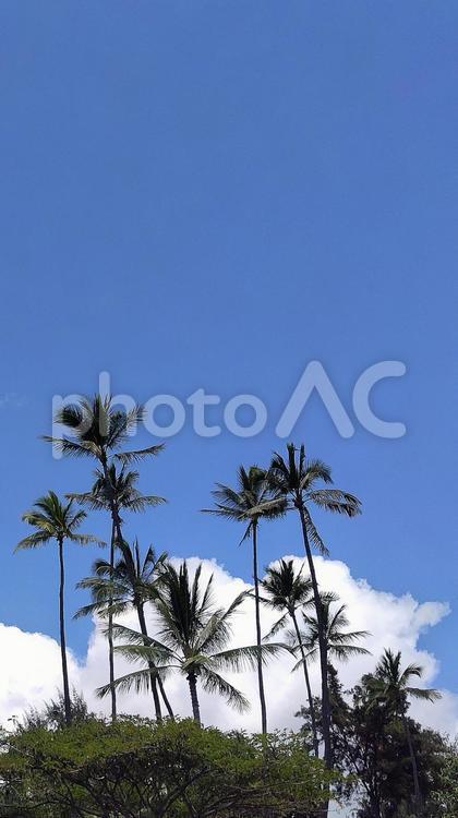 南国リゾート　ハワイのヤシの木と青空 ハワイ,ヤシの木,青空の写真素材