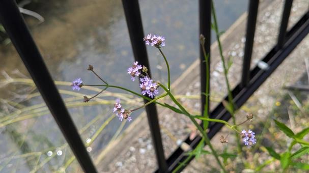 初夏の河川敷に咲く「ヤナギハナガサ」の写真
