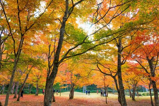 北海道の紅葉 紅葉,秋,季節の写真素材