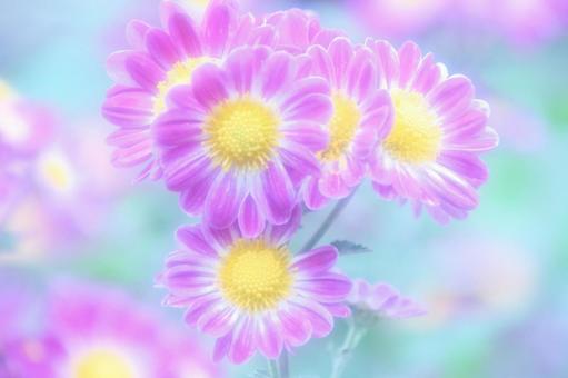 青いイメージのデイジー デイジー,ピンクの花,花の写真素材