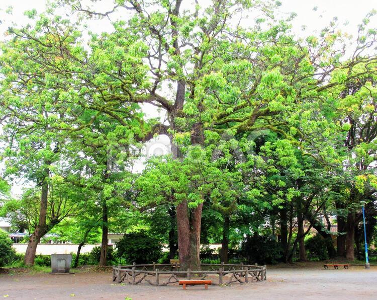 公園の木とベンチ 木,ベンチ,樹木の写真素材