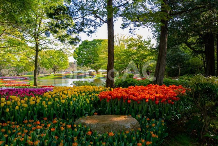 春の昭和記念公園に咲く満開のチューリップ 東京,立川,昭和記念公園の写真素材