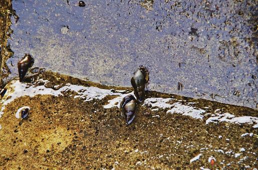 濡れたコンクリートを進むカワニナの写真