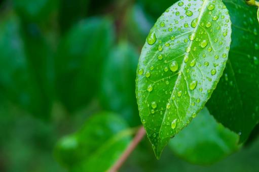 雨のしずくが乗っている緑の葉 雨のしずくが乗っている緑の葉の写真