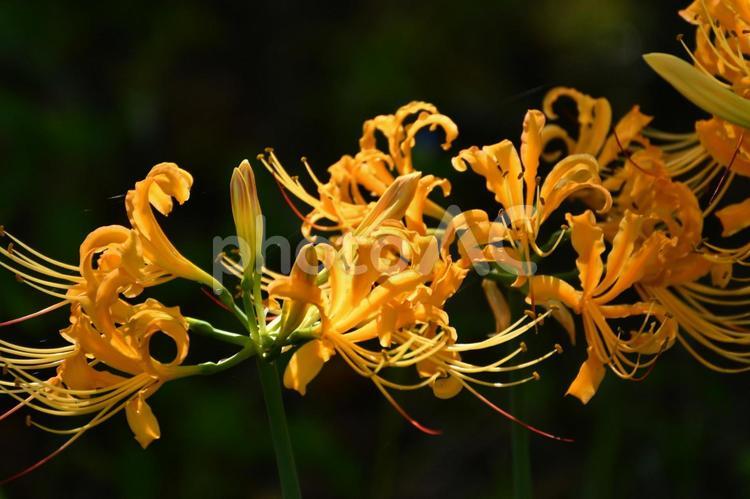 高浜稗田川のカラフル彼岸花 カラフル,まんじゅしゃげ,まんじゅしゃかの写真素材