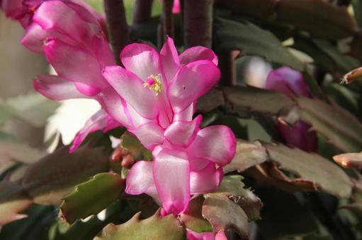 シャコバサボテン　クローズアップ シャコバサボテン,フラワー,筒状花の写真素材