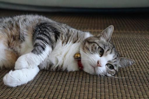 猫 猫の写真