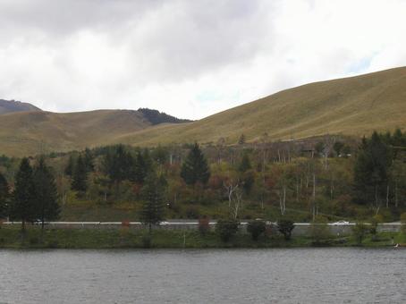 Photo, lake shirakaba, japanese privet (ligustrum japonicum), nagano prefecture, 