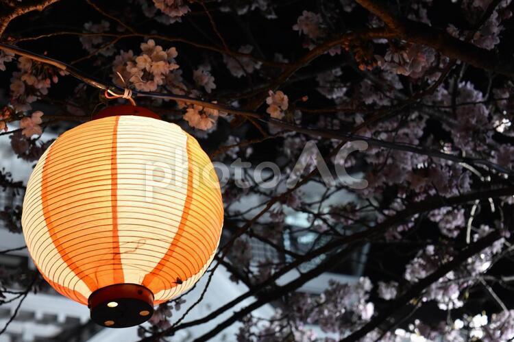 提灯と夜桜 提灯,桜,夜桜の写真素材