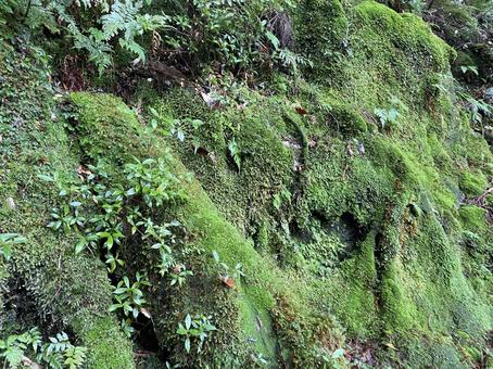 苔の緑 苔の緑 苔,コケ,こけの写真素材
