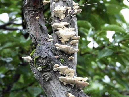 Mushrooms growing on tree trunks, JPG