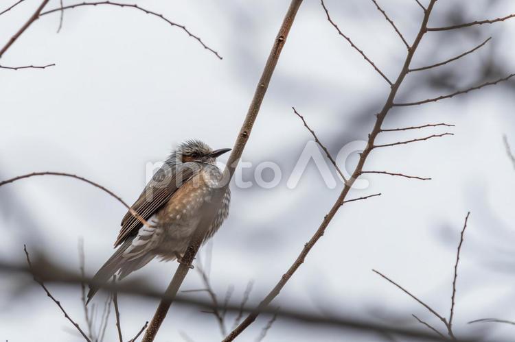 木の枝にとまるヒヨドリ ヒヨドリ,小鳥,枝の写真素材