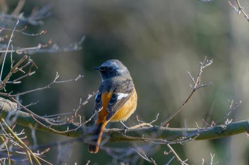 Daurian redstart standing on a winter branch, JPG Daurian redstart standing on a winter branch, JPG
