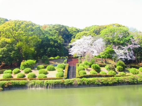池と自然とぽつんと桜 池と自然とぽつんと桜の写真