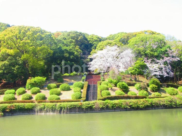 池と自然とぽつんと桜 桜,池,自然の写真素材