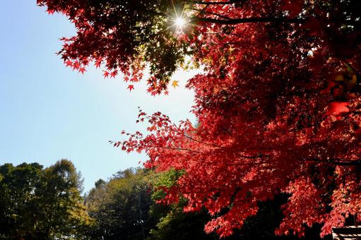 紅葉　長野県　姨捨 もみじ,秋,晴れの写真素材