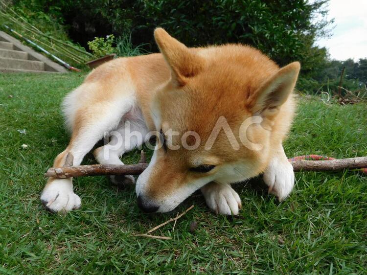 器用でしょ♡ 犬,柴犬,愛犬の写真素材