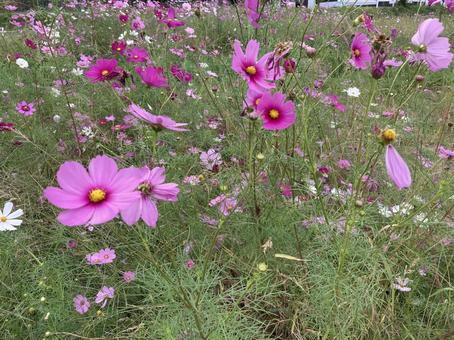 秋の訪れコスモスの写真