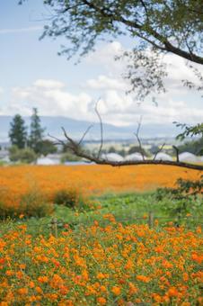 秋の風景 キバナコスモスのさくお花畑 秋の風景 キバナコスモスのさくお花畑の写真