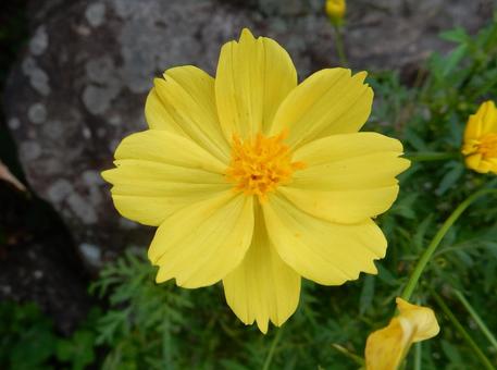 【花の写真】コスモス（秋桜） コスモス,秋桜,自然の写真素材