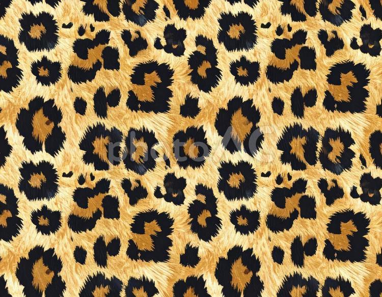 ヒョウ柄の黄金色毛皮 ヒョウ,毛皮,斑点の写真素材