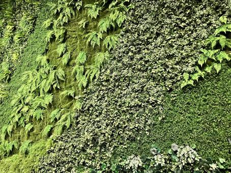 苔 草,自然,緑の写真素材