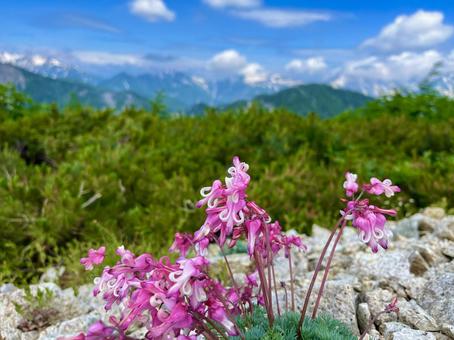 Photo, cumkusa, alpine plants, queen of alpine plants, 