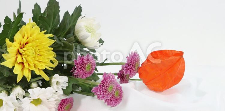 お盆の飾り　ほおづきと菊 お盆,ほおづき,菊の写真素材