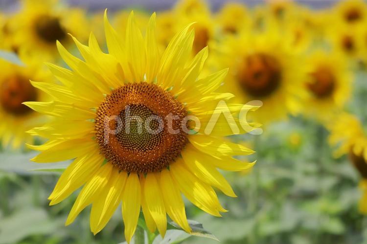 ヒマワリ畑のヒマワリの花のアップ ひまわり,夏,花の写真素材