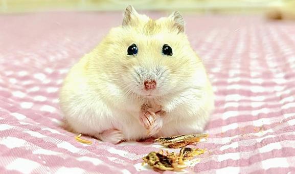 Small fish and yellow Djungarian hamster 2, JPG