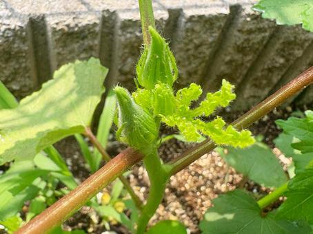 Photo, okra, bud, flower, 