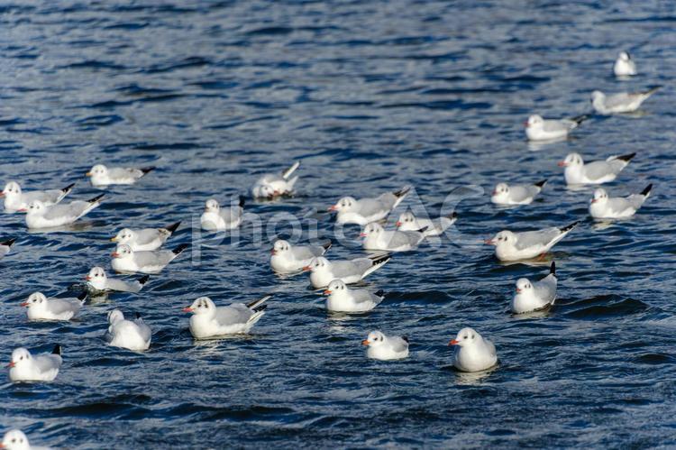 水面を漂うユリカモメたち ユリカモメ,鳥,水面の写真素材