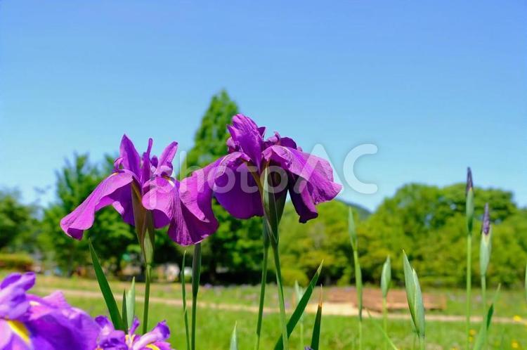 花しょうぶ　三ツ塚史跡公園 花しょうぶ,花菖蒲,ハナショウブの写真素材
