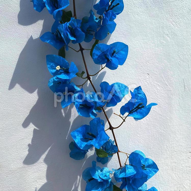 鮮やかな青色のブーゲンビリアと夏の光 ブーゲンビリア,花,植物の写真素材