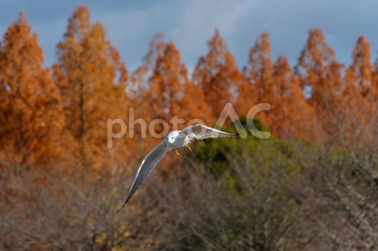 紅葉を背に舞うユリカモメ ユリカモメ,鳥,野鳥の写真素材