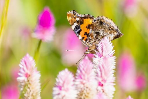 アカタテハ(32) アカタテハ(32)の写真