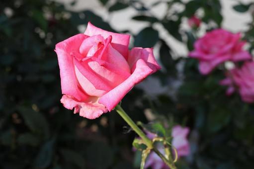 バラ園にてピンクの薔薇を撮影しました バラ園にてピンクの薔薇を撮影しましたの写真