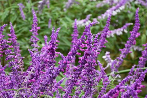 アメジストセージ 花,植物,紫の写真素材