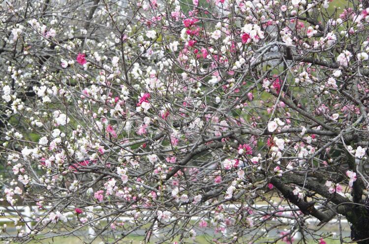 咲き分けの桃 ハナモモ,咲き分け,花の写真素材
