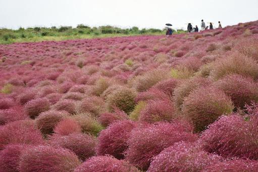 コキア コキアの写真