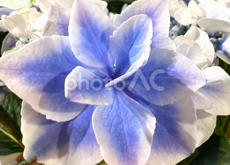 すずしげなアジサイ 紫陽花,あじさい,接写の写真素材